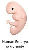 Human embryo at six weeks