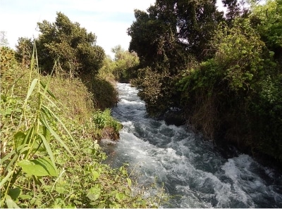 Flowing waters still produce lush plant life at the site of ancient Dan