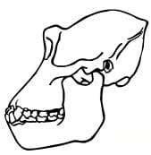 Drawing of skull, evolution