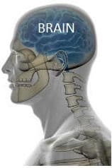 Side view of man with brain