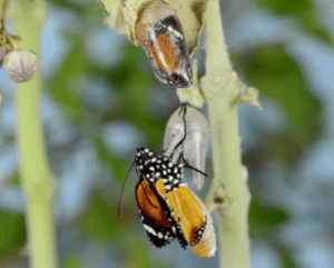 Caterpillar "born again" as a butterfly