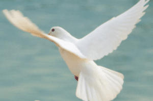 A dove, a common symbol of the Holy Spirit