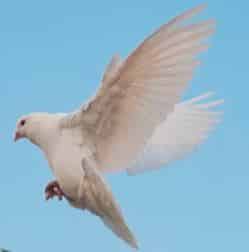 A dove descending, as the Holy Spirit did at Jesus' baptism