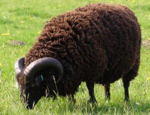 Other sheep: Is the Mormon interpretation correct?