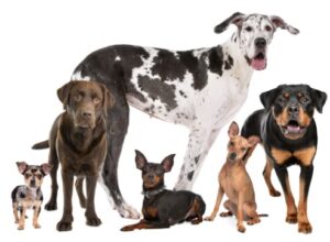 Dog breeds illustrate microevolution