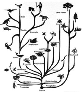 Macroevolution pictured in the "tree of life"