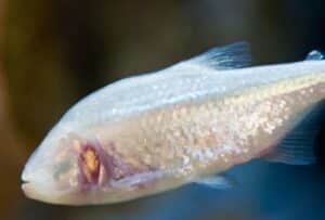 Blind cavefish: Beneficial mutation, but not constructive